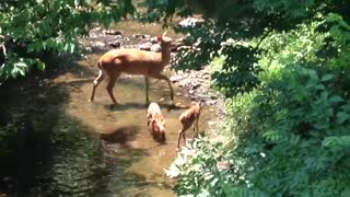 Newborn fawns getting fresh drink of water