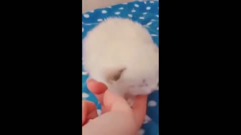 Sleepy kitten Short Video