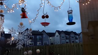 xmas hummingbirds