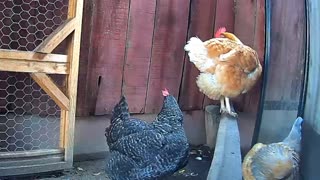 Chicken picking other chickens butt fluff feathers