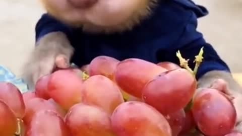 Beautiful small monkey eating red grapes with happily and delightly