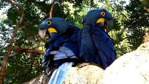 The Most Beautiful Parrot (Blue Macaw) in this World