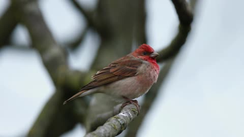 The Common Rosefinch: Close Up HD Footage (Carpodacus erythrinus)