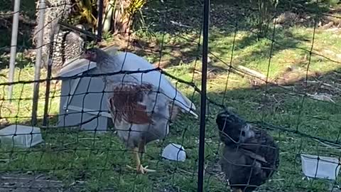 Cockatoo Tells Chickens to Scram