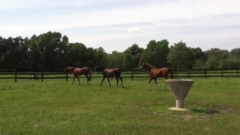 Nice bunch of Arabians