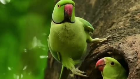 Indian ringneck parrot