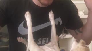 Dog being tickled multiple times