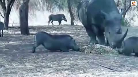 The rhinoceros throws a wild boar with its horn