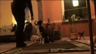 Training with 5 months old Border Collie