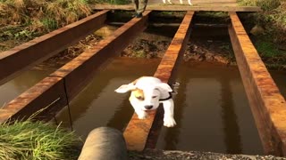 Hesitant Doggy Needs Help Crossing Bridge