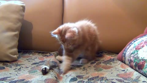 Little Kittenn Playing with His Toy Mouse