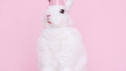 Rabbit 🐇 Fun
