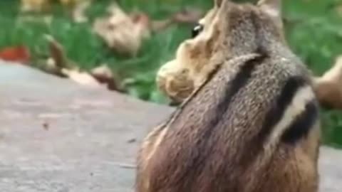 Cute Animals - Animals SOO Cute Just a relaxing video #41