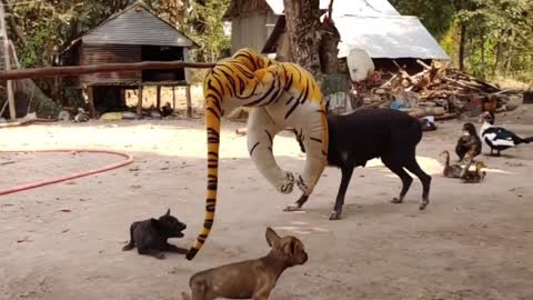 Fake Tiger Prank Dog Try To Stop Laugh Challenge Pranks