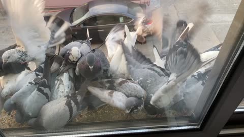 Beautiful pigeons enjoying breakfast