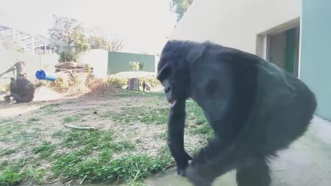 Excited silverblack gorila ask a female to mate