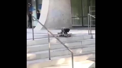 This dog is better at skateboarding than you