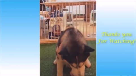 🐱🐶 😍 😂 Cute Pets and Funny Animals Compilation,