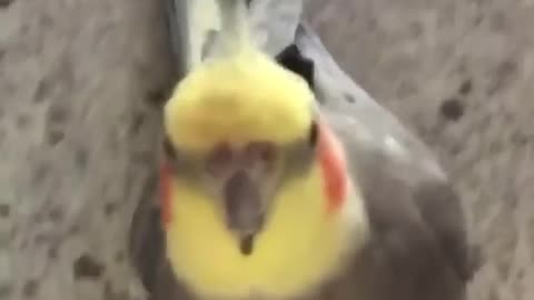 The Parrot video is funny