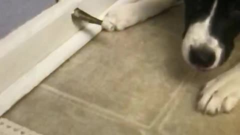 SLO-mo puppy vs. Doorstop