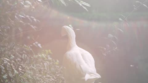 Duck Walking on Lake Shore