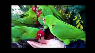 Wild Red-Masked Parakeet In San Francisco