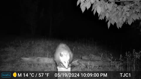 Opossum on Post