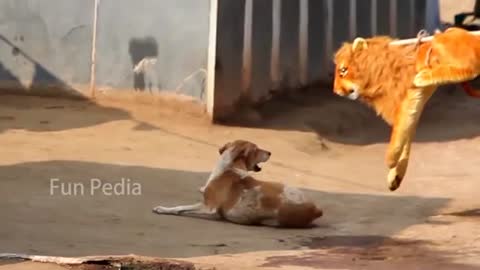 Fake Lion Prank on Dogs So Funny Can Not Stop Laugh Must Watch