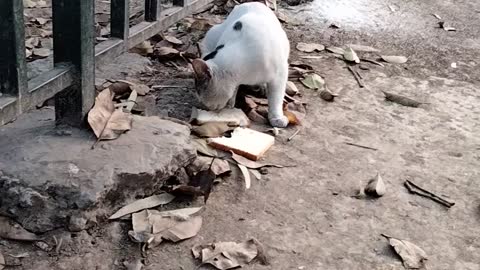 The Cute Hungry White Cat Video By Kingdom Of Awais