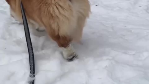 Sweet corgi butt