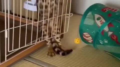 Funny cat 😂🐈 #funnycat #catfunny #catvideo