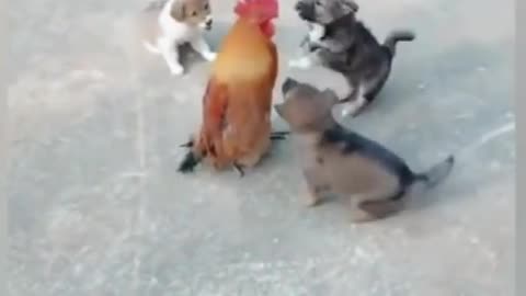 Chiken vs dog fight who is winn