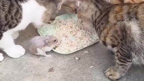 A rat among cats