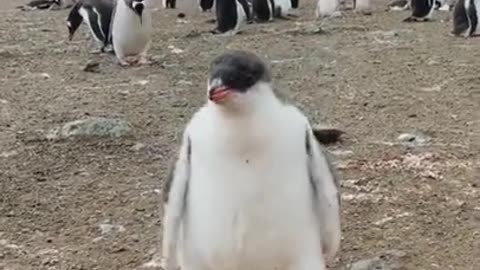 penguine