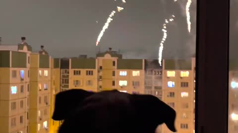 It's adorable how excited this dog is to watch the fireworks