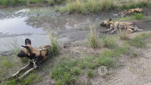 African Wild Dogs The Hunt and Feast