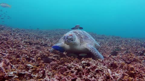 Turtle feeding on the bottom of the sea