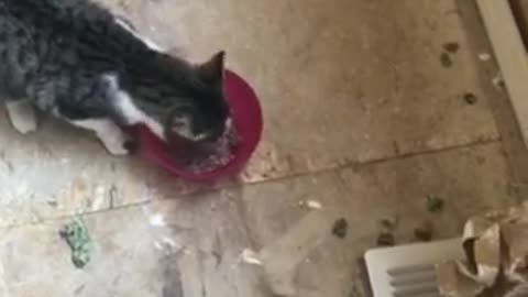 Heroic homeowners rescue kitty trapped in the wall