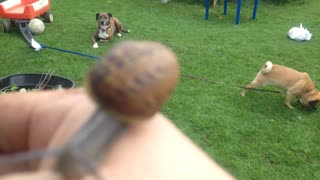 Snail on my thumb