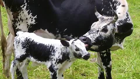 Randall Lineback Cattle - Critically Endangered_Cut.mp4