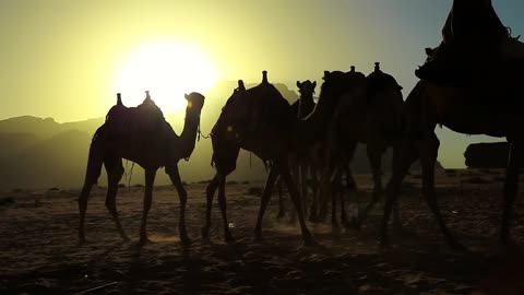 JORDAN, DECEMBER 5, 2016- Jordanian with camels in Wadi Rum desert