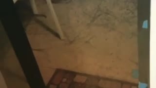 Dog runs into screen door