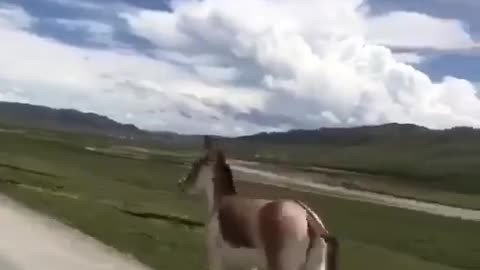 A running wild horse.