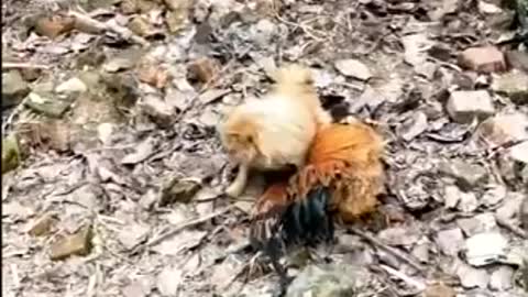 Chicken VS Dog Fight - Funny Dog Fight Videos