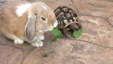 Rabbit and turtle eating lettuce together