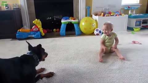 Best Funny Babies and Animals Compilation