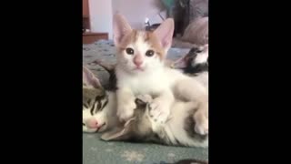 funny cat reaction to the sound of the owner