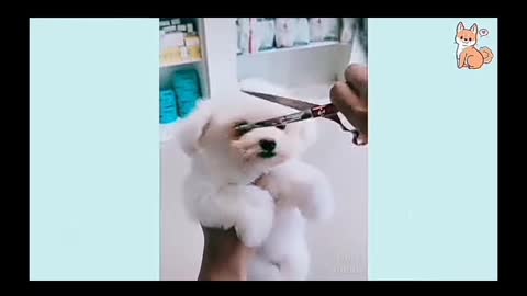 🐕 dog video