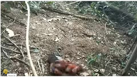 Fighting cock against forest rooster