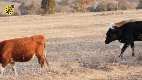 FUNNY COW DANCE 7